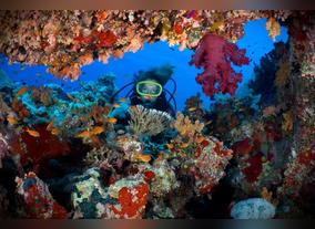 A guide to diving in the Egyption Red Sea