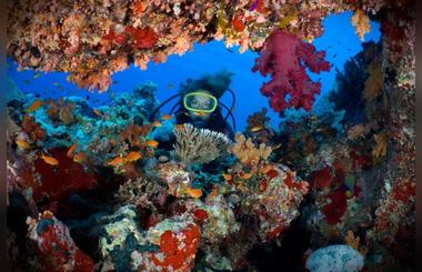 A guide to diving in the Egyption Red Sea