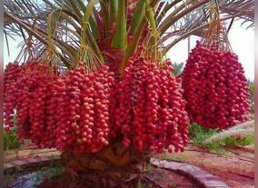 Abu Dhabi Hosts 12th Edition of the Liwa Date Festival in July