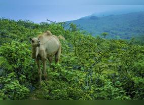 Qatar Airways Increases Salalah Flights for Popular Khareef Season