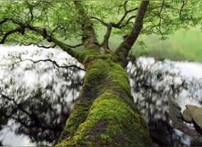 Canon receives highest standard gold rating from EcoVadis for sustainability