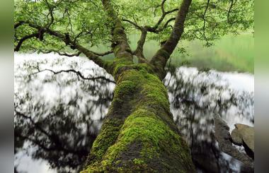 Canon receives highest standard gold rating from EcoVadis for sustainability