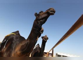 The 20 Days Of Al Dhafra Festival Are Up! I Just Wish We Had More Time, Conclude Visitors
