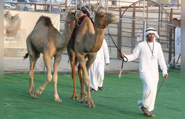 Al Dhafra Festival Shifts Into High Gear: 35,000 Camels, 4,000 Camel Owners And 1,000 Camps