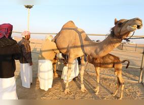 Awards Flow For The White Gold Of The Desert At Ongoing Al Dhafra Festival