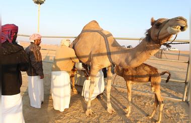 Awards Flow For The White Gold Of The Desert At Ongoing Al Dhafra Festival