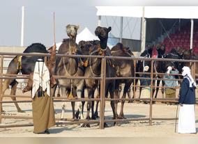 Al dhafra festival 2015 is back bigger than ever: 30,000 camels expected, 15 heritage competitions and activities, aed 50 millions in prizes!
