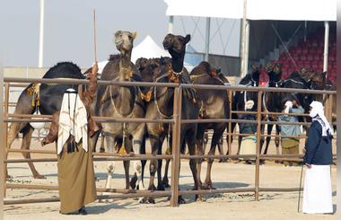 Al dhafra festival 2015 is back bigger than ever: 30,000 camels expected, 15 heritage competitions and activities, aed 50 millions in prizes!