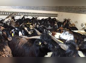 Ministry of Environment and Water confiscates 200 smuggled sheep