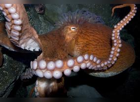 Uncover the Oceans most cryptic creatures in Krakens Lair at Dubai Aquarium & Underwater Zoo