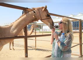 Organisation of the Baynounah Camel Mazayna As Part of the Activities of the 9th Edition of Al Dhafra Festival on the 7th of December, 2015