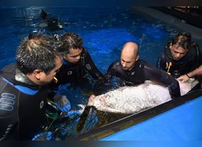 Dubai Aquarium & Underwater Zoo marks historic first with assisted breeding programme for Sand Tiger Sharks