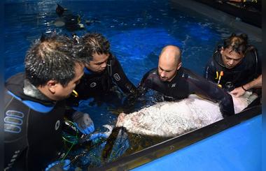 Dubai Aquarium & Underwater Zoo marks historic first with assisted breeding programme for Sand Tiger Sharks