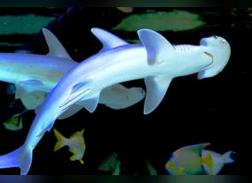 Sharks of the Caribbean on show at Dubai Aquarium & Underwater Zoo