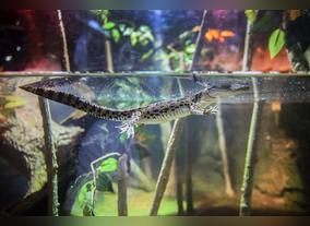 Fascinating facts on birth of baby crocs at Dubai Aquarium & Underwater Zoo