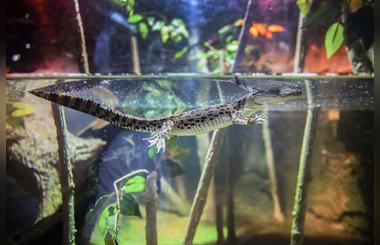 Fascinating facts on birth of baby crocs at Dubai Aquarium & Underwater Zoo