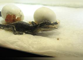 Excitement abounds as first baby croc fathered by King Croc hatches at Dubai Aquarium & Underwater Zoo
