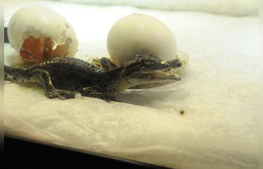 Excitement abounds as first baby croc fathered by King Croc hatches at Dubai Aquarium & Underwater Zoo