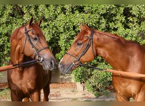 Retirement Of Two Dubai World Cup Winners