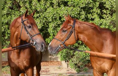 Retirement Of Two Dubai World Cup Winners