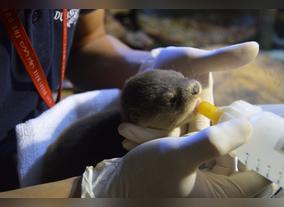 Listing: Meet and feed Ginger, the newborn otter, at Dubai Aquarium & Underwater Zoo