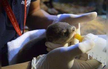 Listing: Meet and feed Ginger, the newborn otter, at Dubai Aquarium & Underwater Zoo