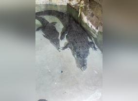 King Croc and Queen Croc at Dubai Aquarium & Underwater Zoo set to expand their family