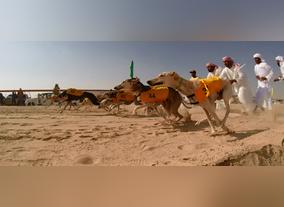 Girls Run Faster In Saluki Race At Al Dhafra Festival: Two Kilometers In Two Minutes!