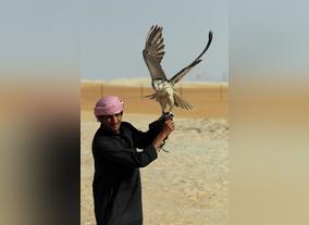 Gone In 16 Seconds! Falcons Race At Al Dhafra Festival