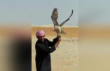 Gone In 16 Seconds! Falcons Race At Al Dhafra Festival