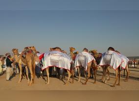 The 8th Edition of Al Dhafra Festival: Handicrafts Shine Bright in New Competition