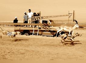 Arabian Saluki Traditional Race Championship AlDhafrah Festival (8) 2014