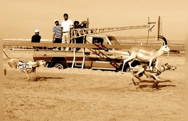 Arabian Saluki Traditional Race Championship AlDhafrah Festival (8) 2014