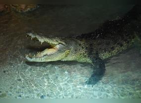 King Croc at Dubai Aquarium & Underwater Zoo
