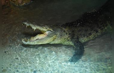 King Croc at Dubai Aquarium & Underwater Zoo