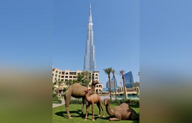 Emaar pays homage to Arabian wildlife with  Donald Greigs sculpture Camels in Downtown Dubai 