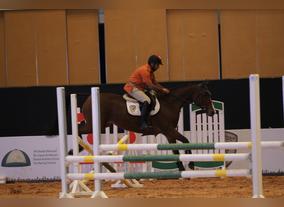 From Cute To Spectacular, Animals Put Up The Best Tricks At Adihex' Arena