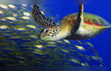 Live, and Learn as Four Seasons Creates New Experiences to Astound and Educate