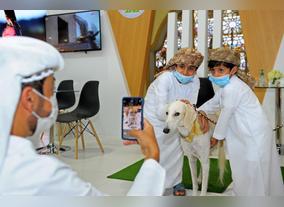 Abu Dhabi International Hunting & Equestrian Exhibition (ADIHEX) Celebrates the Saluki Dogs (The Arabian Saluki Greyhound)