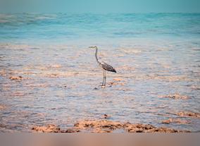 Sir Bu Nair Island, a Safe Haven for Rare Creatures