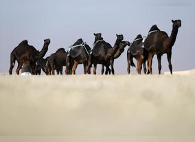 Madinet Zayed Camel Beauty Pageant of Al Dhafra Festival to kick off December 14
