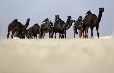 Madinet Zayed Camel Beauty Pageant of Al Dhafra Festival to kick off December 14