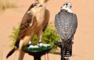 August 31, 2021, last date to participate in ADIHEX competitions