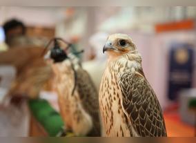 ADIHEX presents the Latest Developments in Falconry