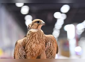 ADIHEX declares the Most Beautiful Captive-Bred Falcons Contest