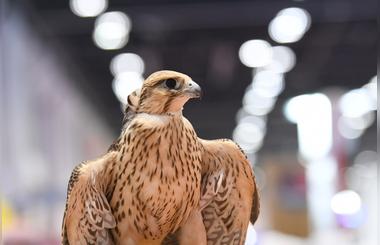 ADIHEX declares the Most Beautiful Captive-Bred Falcons Contest