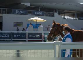 Azizi Developments sponsors Emirates Racing Authoritys Thoroughbred Sale in Meydan