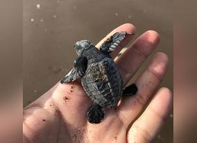 UAE First Discovered The Olive Ridley Sea Turtle Nests 