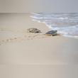 65 Hawksbill Turtles Into The Wild In Celebration Of World Sea Turtle Day Releases Jumeirah Group,Aided By Sheikh Hamdan Bin Mohammed Bin Rashid Al Maktoum, Crown Prince Of Dubai