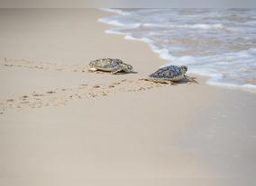 65 Hawksbill Turtles Into The Wild In Celebration Of World Sea Turtle Day Releases Jumeirah Group,Aided By Sheikh Hamdan Bin Mohammed Bin Rashid Al Maktoum, Crown Prince Of Dubai